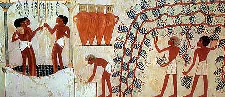 Los antiguos egipcios ya tenían cultivos de vid para hacer vino